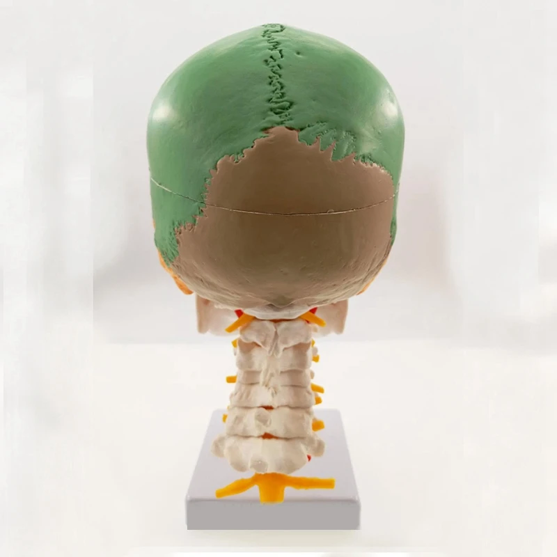 Анатомия человека анатомическая модель скелета для продажи Череп с цветными