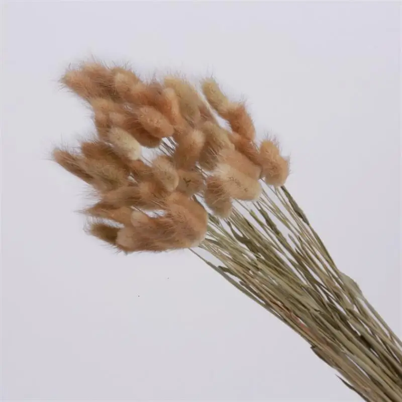 

50Pcs/Lot Dried Flowers Rabbit Tail Grass Pampas Grass Natural Plants Bouquet Lagurus Ovatus Wedding Home Easter Decoration