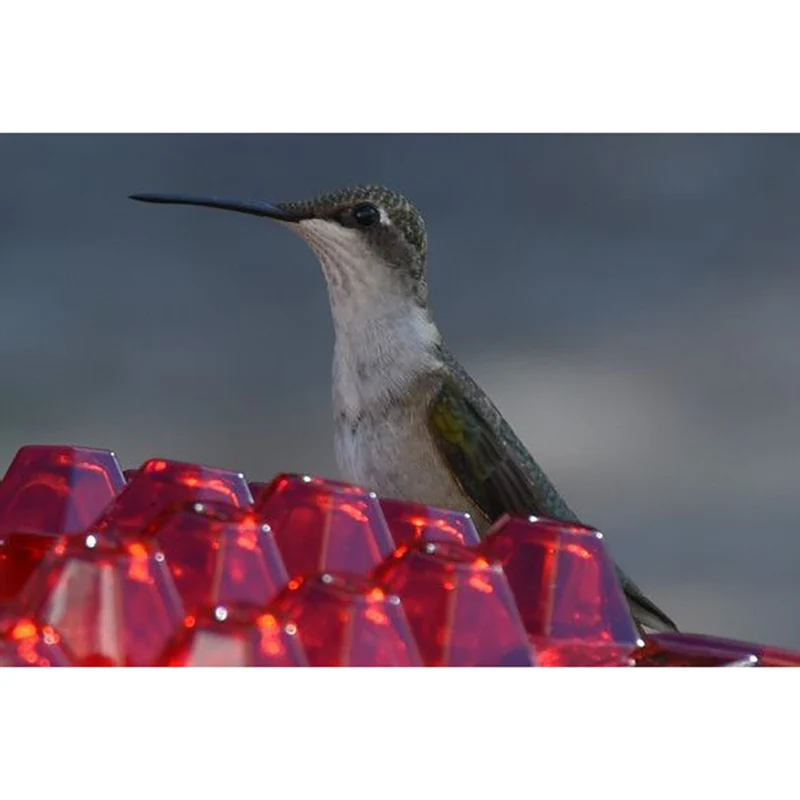 

Mary's Sweety Hummingbird Feeder HVR88