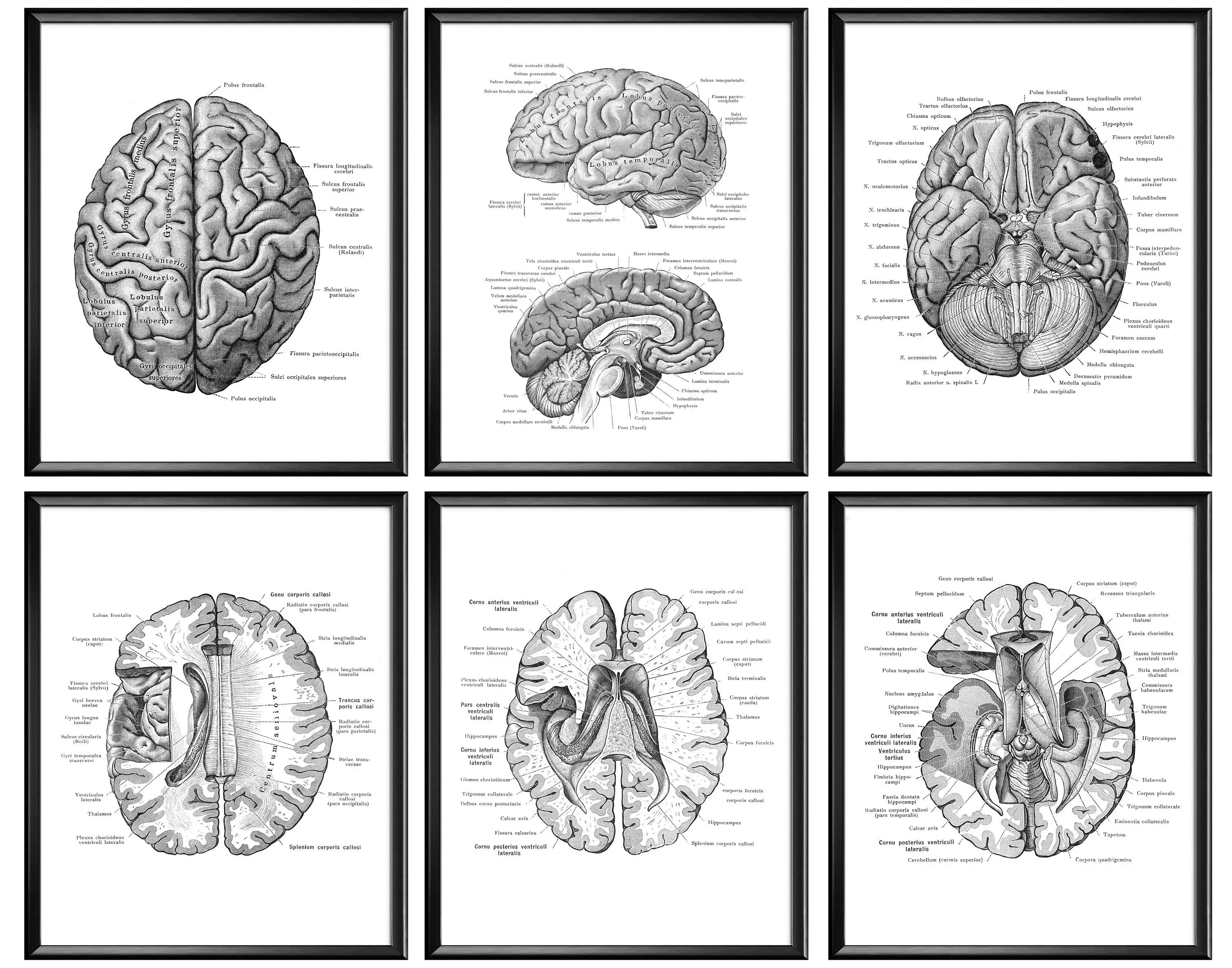 

Анатомический мозг тканевые плакаты, искусство, медицинская Античная анатомия, печать, кардиолог, врач, Декор, клиника, настенная Картина на...