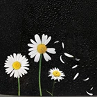 Креативные автомобильные наклейки в виде лепестков маргариток, забавное Внешнее украшение, Авто Наклейка на заднее стекло и окно, виниловые автомобильные аксессуары