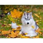 Животные 5D DIY алмазная живопись Хаски полная квадратнаякруглая художественная картина 3D вышивка мозаика крестики наборы наклеек Декор DF576