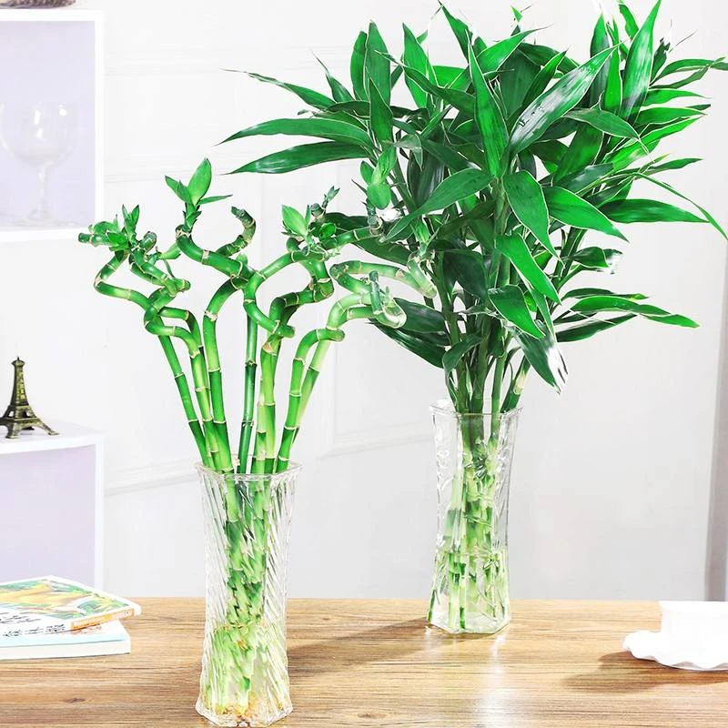 Lucky bamboo 30|Цветочные горшки и кадки| |