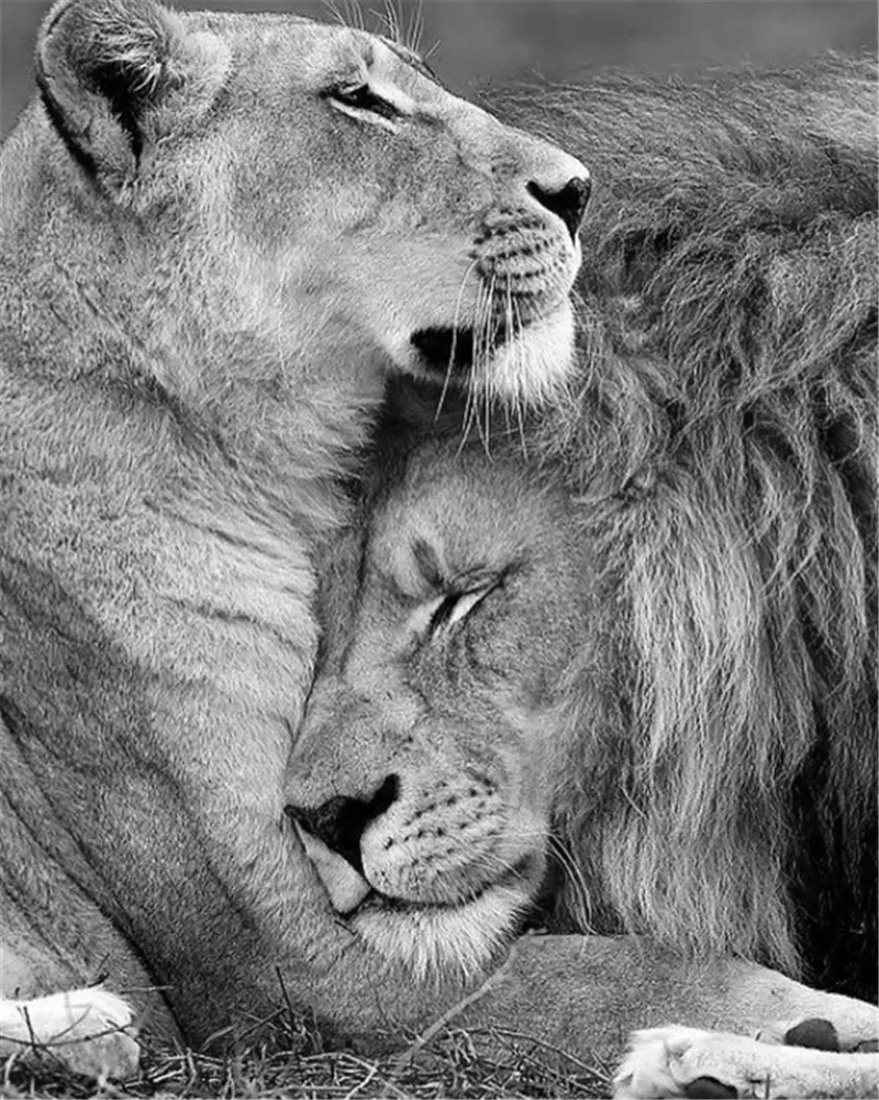 

African Lions Family Black And White Animals Canvas Paintings Wall Art for Living Room Home Decor (No Frame)