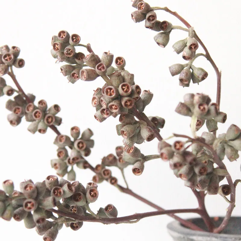 

Dried natural real eucalyptus globulus fruit flowers bunch 10 stems real flowers home decoration