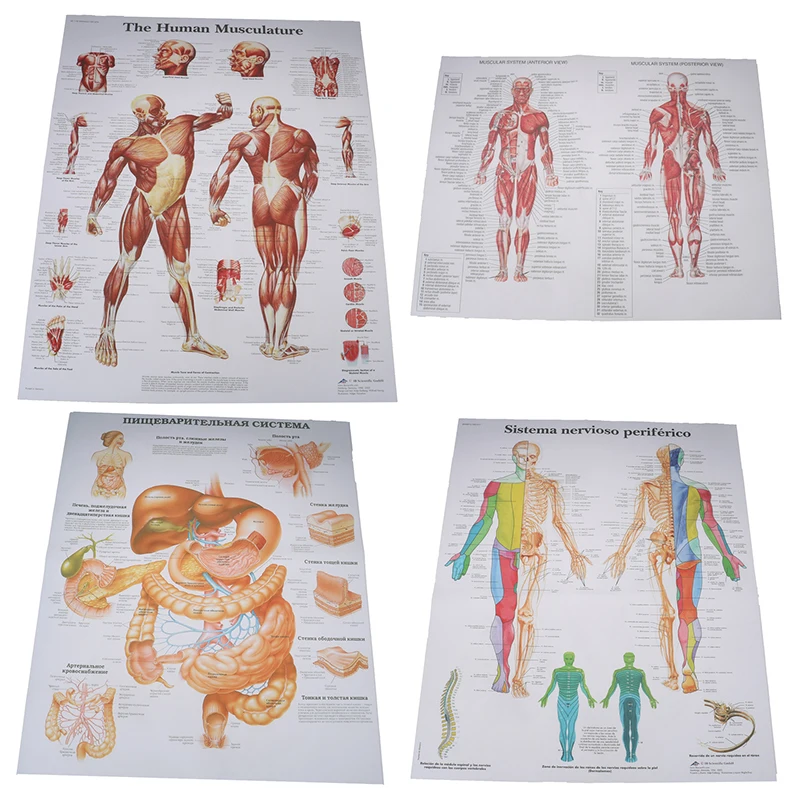 

Human Anatomy Muscles System Art Poster Print Body Map Silk Painting Wall Pictures For Medical Education Hospital Massage Map