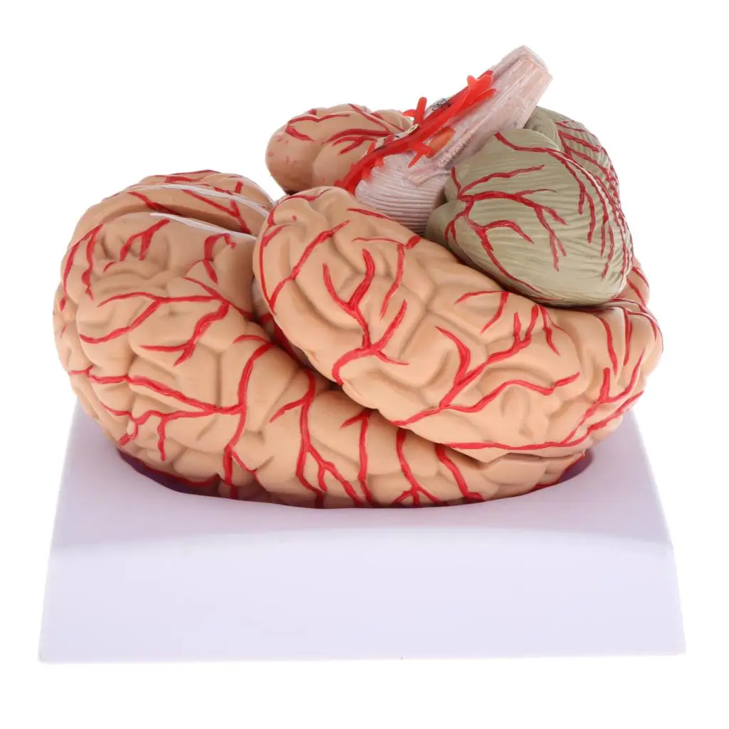 

Disassembled Model 4D Structural Anatomy Medical Teaching Learning Tool