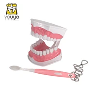 standard dental teaching model study on the structure of oral teeth dentist educational demonstration tool for brushing teeth