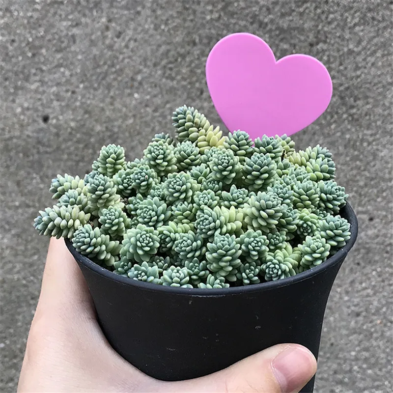 Водонепроницаемые этикетки для растений в форме сердца из ПВХ с цветочным