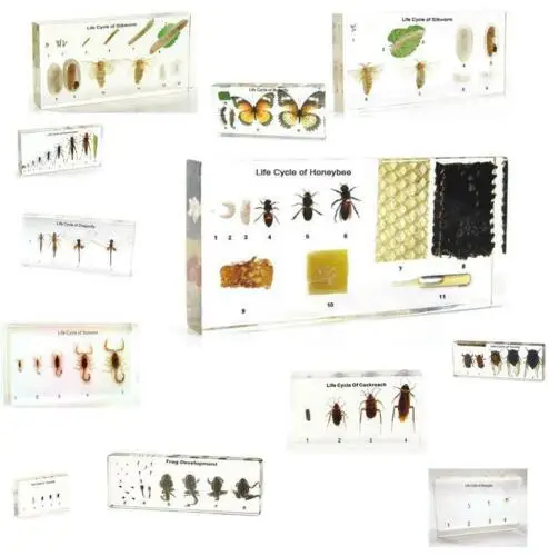 Фото Образец насекомых с жизненным циклом пресс-папье сбор Таксидермии встраиваемый