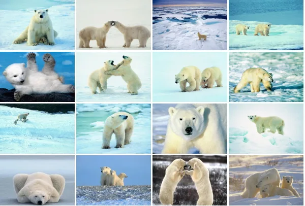 

Bear Bear Polar Bear Wildlife Postcards 16pcs/set