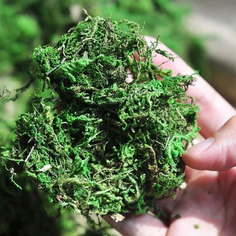 Натуральный 50 г/пакет сухой настоящий зеленый Искусственный мох ненатуральные