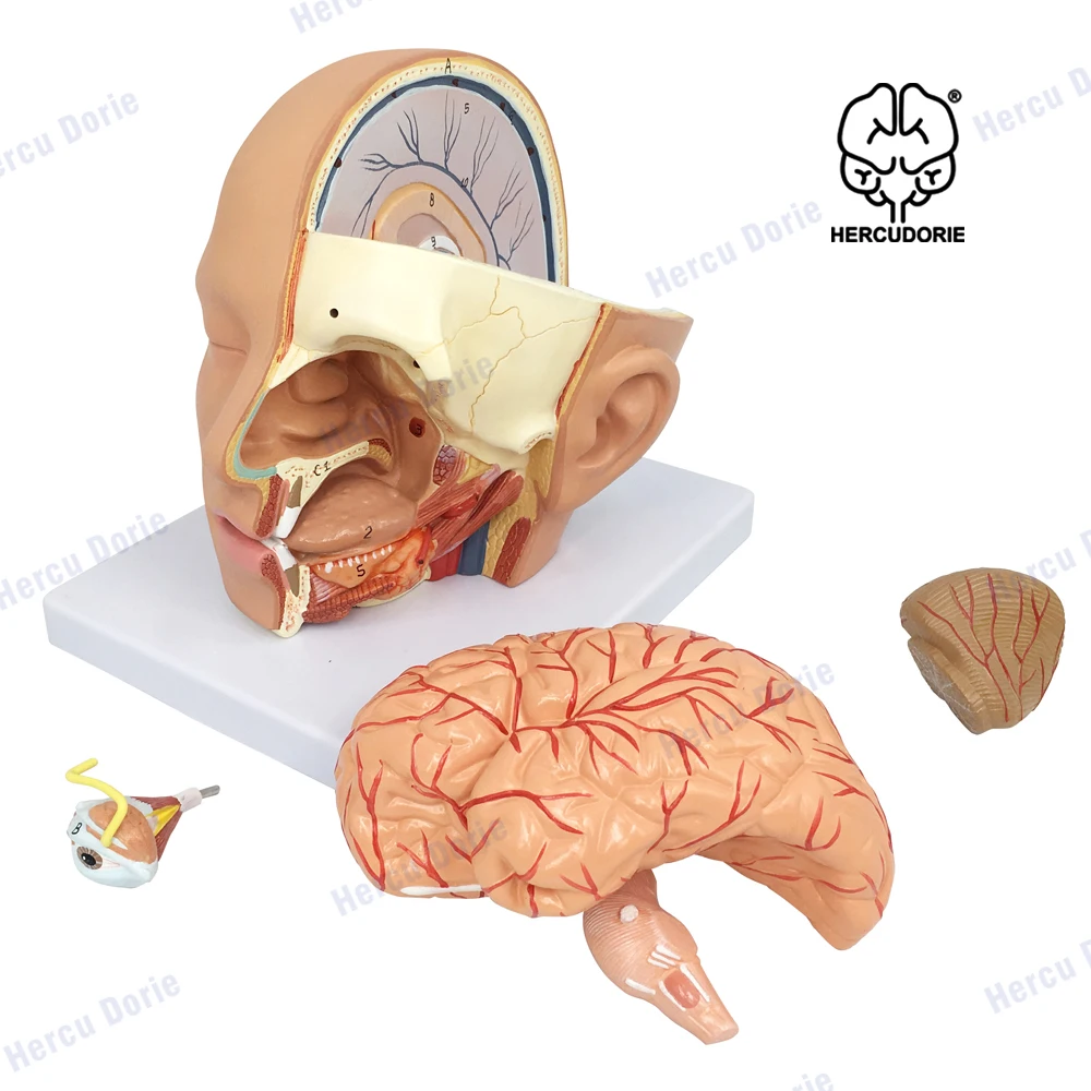 

Educational Equipment & Supplies