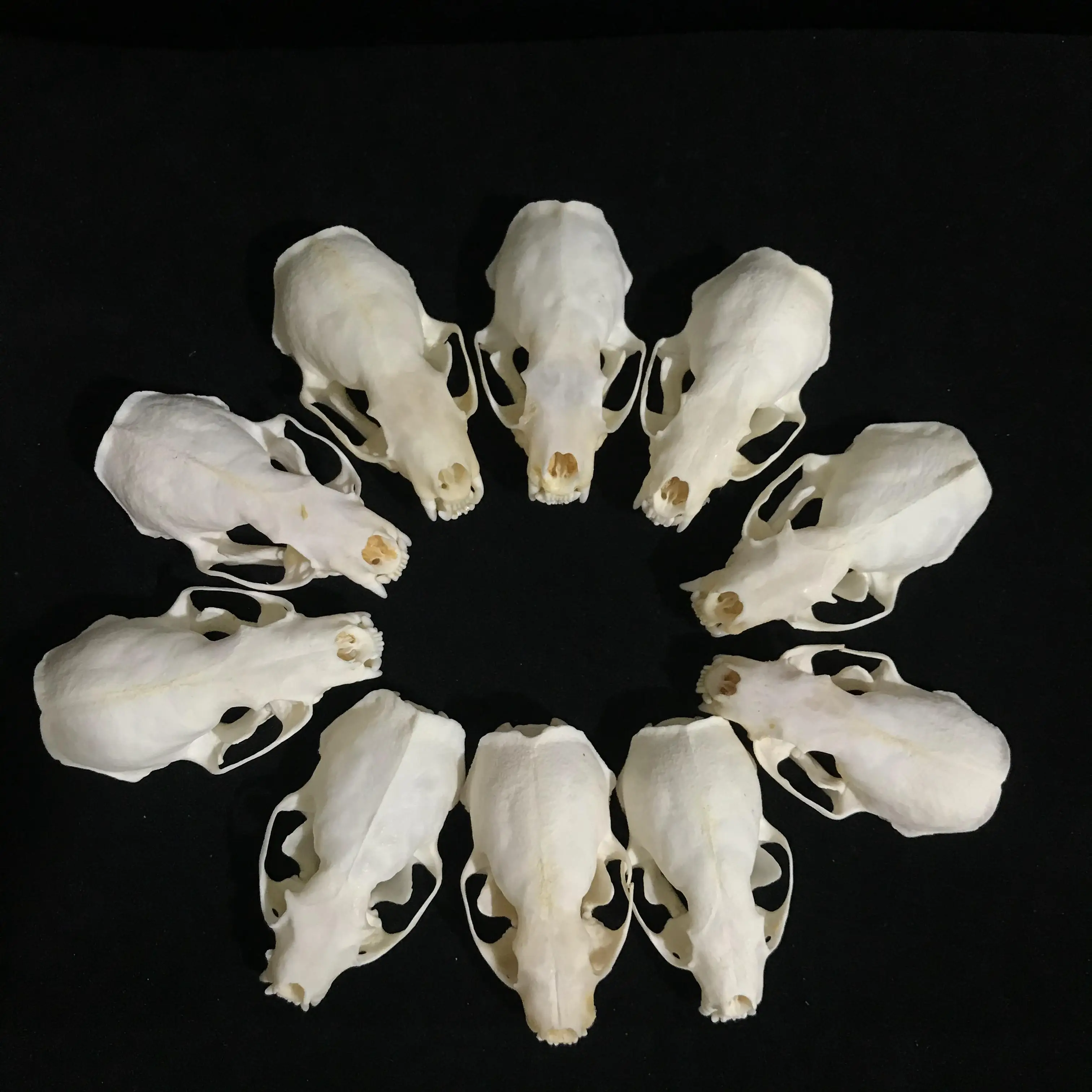 

1/2/3/4/5/10pcs 4-9cm mink /Skull Animal Bone Decor Unique Birthday Gift man cave western Skull specimens