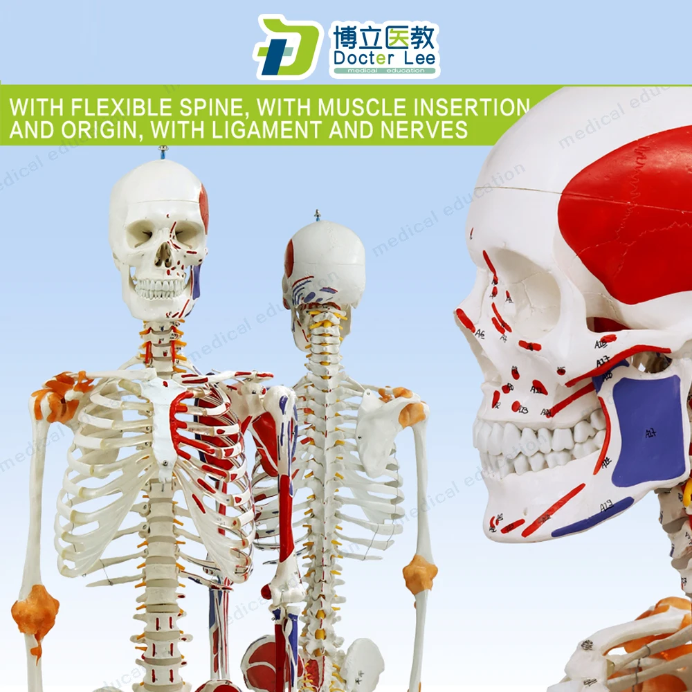 170cm Human Skeleton Model with Flexible Spine Nerve Ligaments and Ending Spots of Muscles | Канцтовары для офиса и дома