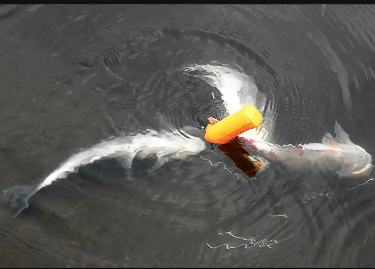 5 м Пряжка из нержавеющей стали для живой рыбы морской воды пресноводной рыбалки