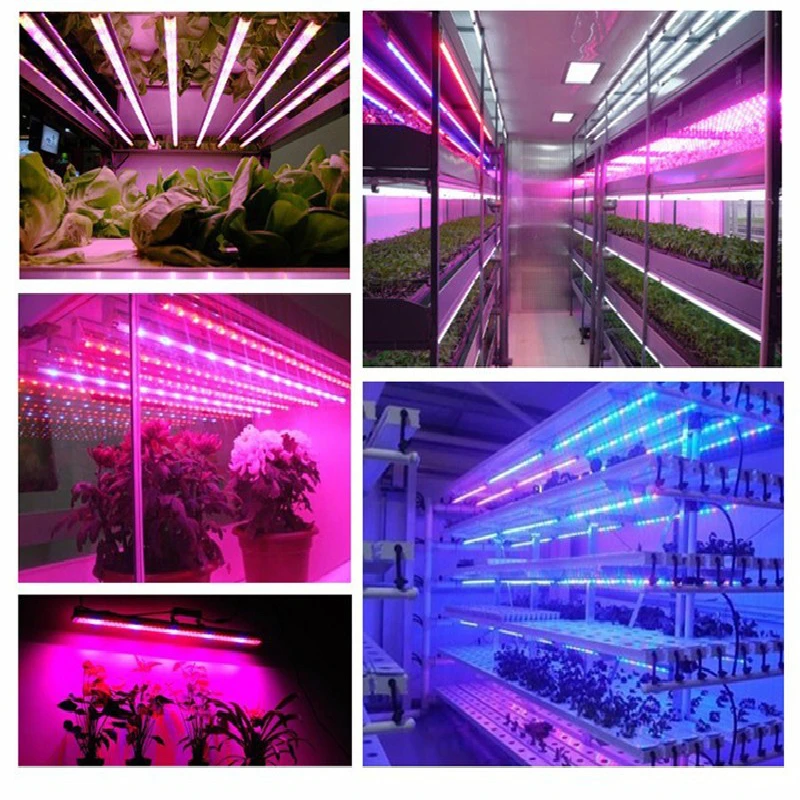 

Strip Lights Grow Light DC12V 5050 non-Waterproof Growing LED Strip Plant Grow Lamp Seedlings Greenhouse Hydroponic Lights 5M