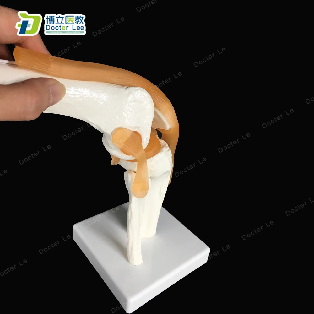 Моделирование мышц коленного сустава BOLI/ Flexibel модель костной анатомии при