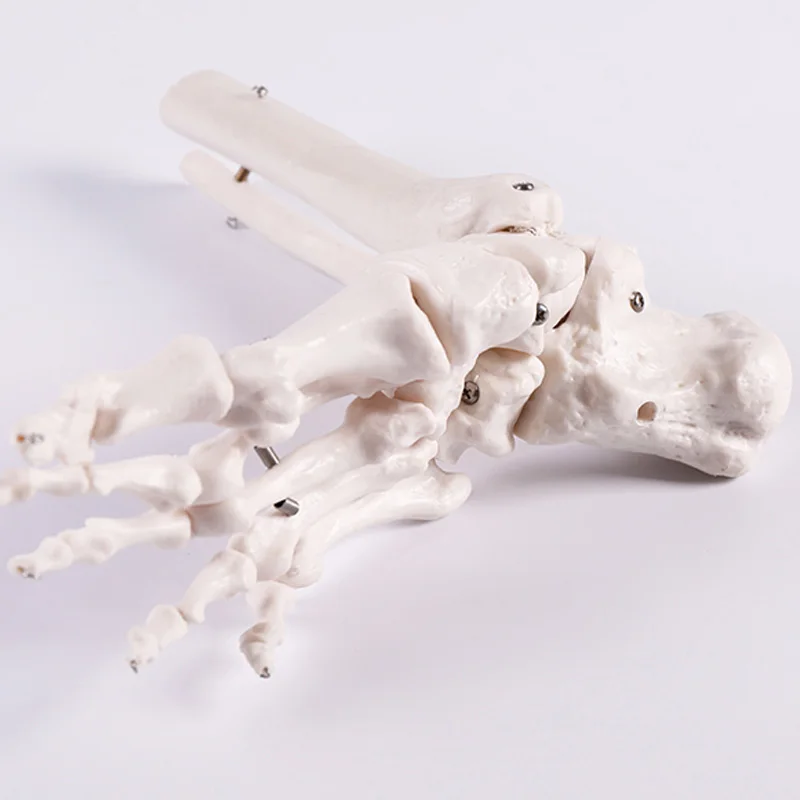 Медицинская анатомическая модель натуральный Размеры массажний коврик для ног