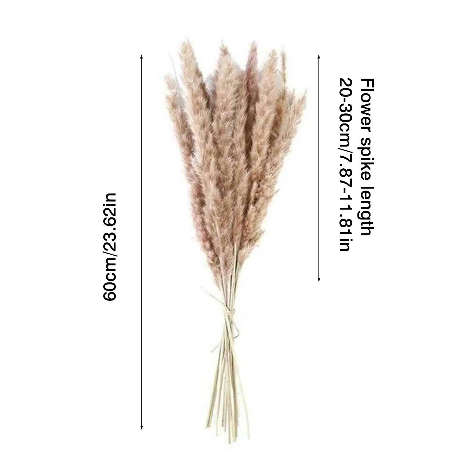 

15pcs Dried Reed Flower Natural Bulrush Grass Wedding Home Decor Pampas Bouquet Room Ornament Phragmites Bunch Mother Day Gift