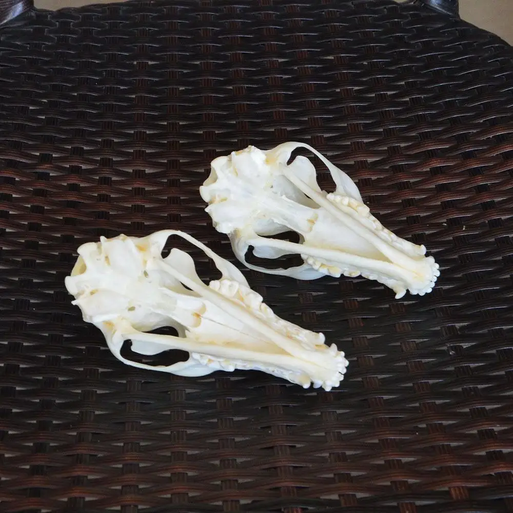 Образец настоящего рыжего лиса серебряной лисы Креста черепа животных