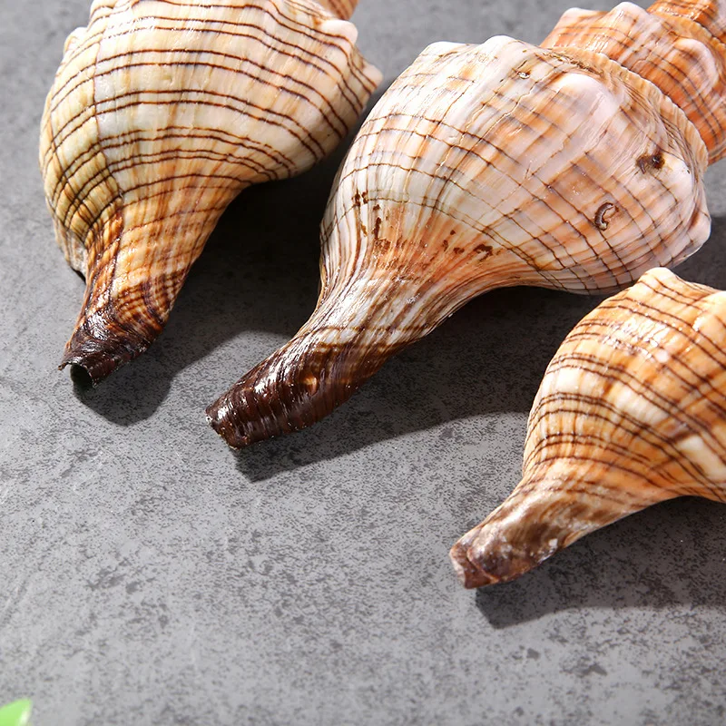

marine natural shells Watch conch shells Handmade accessories Home decorative aquarium fittings Fish tank decoration 500g