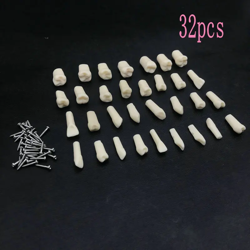 Высококачественная полимерная имитация зубов зубная модель для обучения