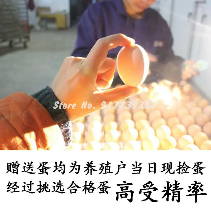 Небольшой домашний Автоматический детский мини инкубатор для цыплят и перепелов