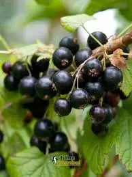 20 шт. редкая Черная смородина бесплатная доставка|Цветочные горшки и кадки| |