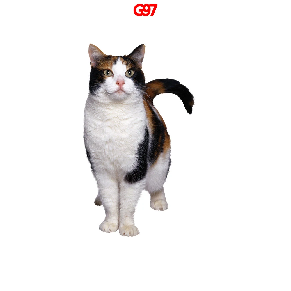 

Бесплатная доставка, стикеры и наклейки в виде кота