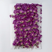 250pcs pressed dried flower purple rose herbarium for face make up nail art jewelry bookmark phone case card diy