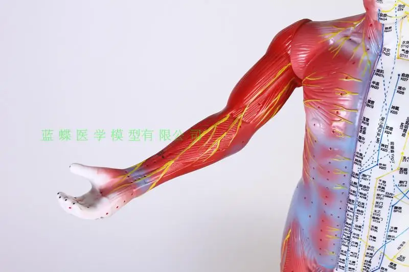 85 см акупунктурный и моксибюстиционный массаж человека обучающая модель