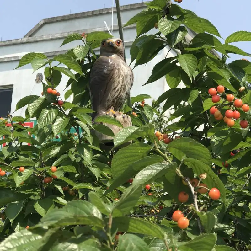 Реалистичный Сокол ястреб приманка отпугиватель птиц сова искусственная