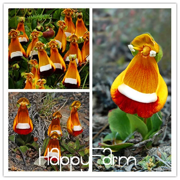 Calceolaria uniflora растения 200 шт инопланетяне Цветочные плантации сад DIY бонсай экзотические растения Цветочные Цветы легко сажать,# RC9TZO