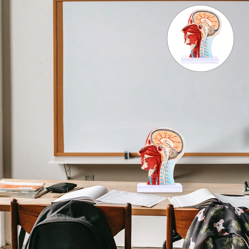 

1Pc Head Anatomical Model Scientific Anatomical Model 3D Anatomy Teaching Prop