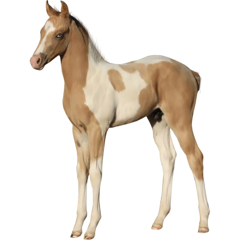 Картинка жеребенок для детей на прозрачном фоне