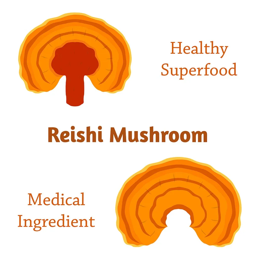 

Organic, pure and natural, high quality and low price organicreishimushroom powder