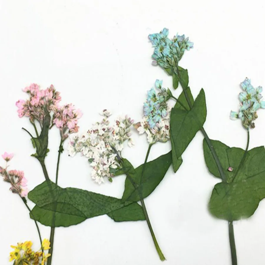 80 шт прессованный высушенный цветок гречихи гербарий из растений для ювелирных