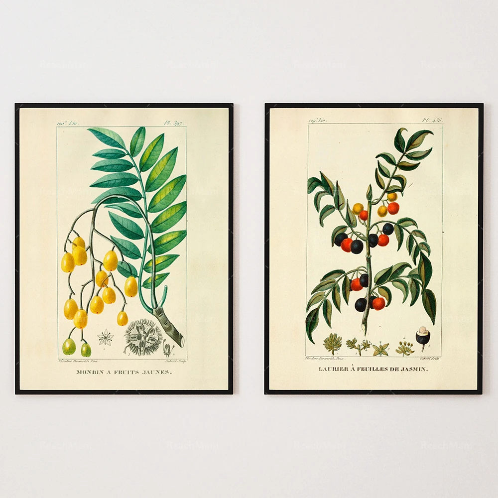 Винтажное французское настенное искусство фрукты и овощи иллюстрации