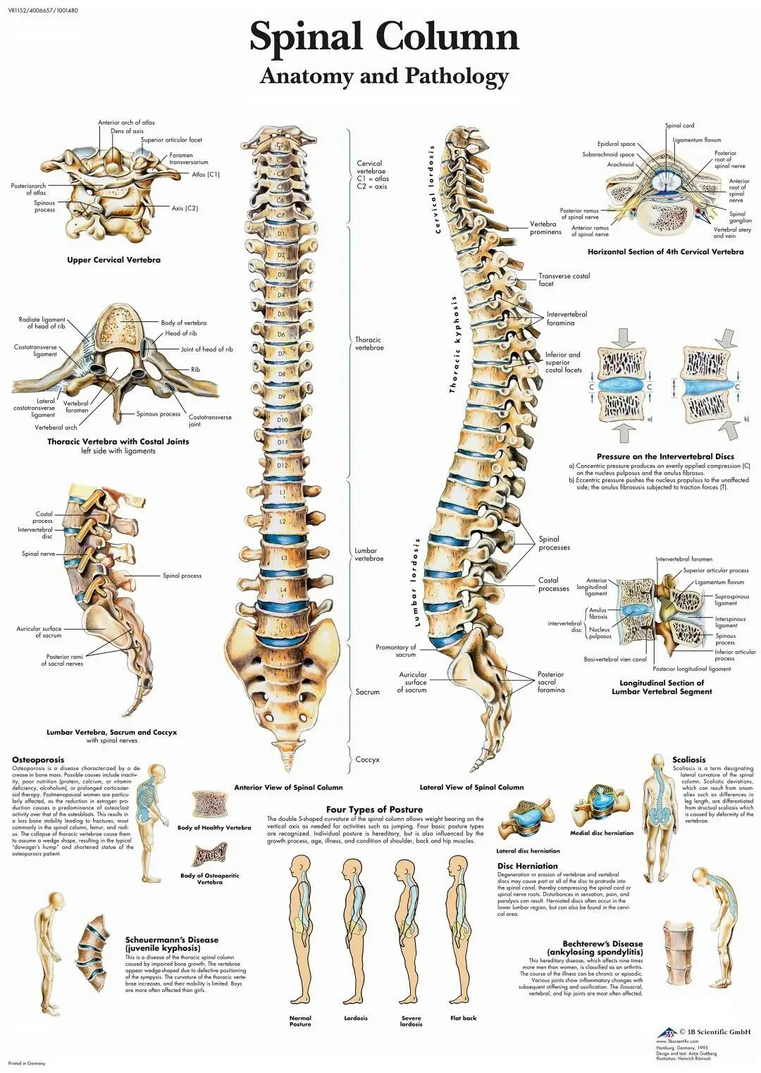 

ANATOMICAL SPINAL COLUMN DIAGRAM HUMAN CHART SPINE ANATOMY Art Film Print Silk Poster Home Wall Decor 24x36inch