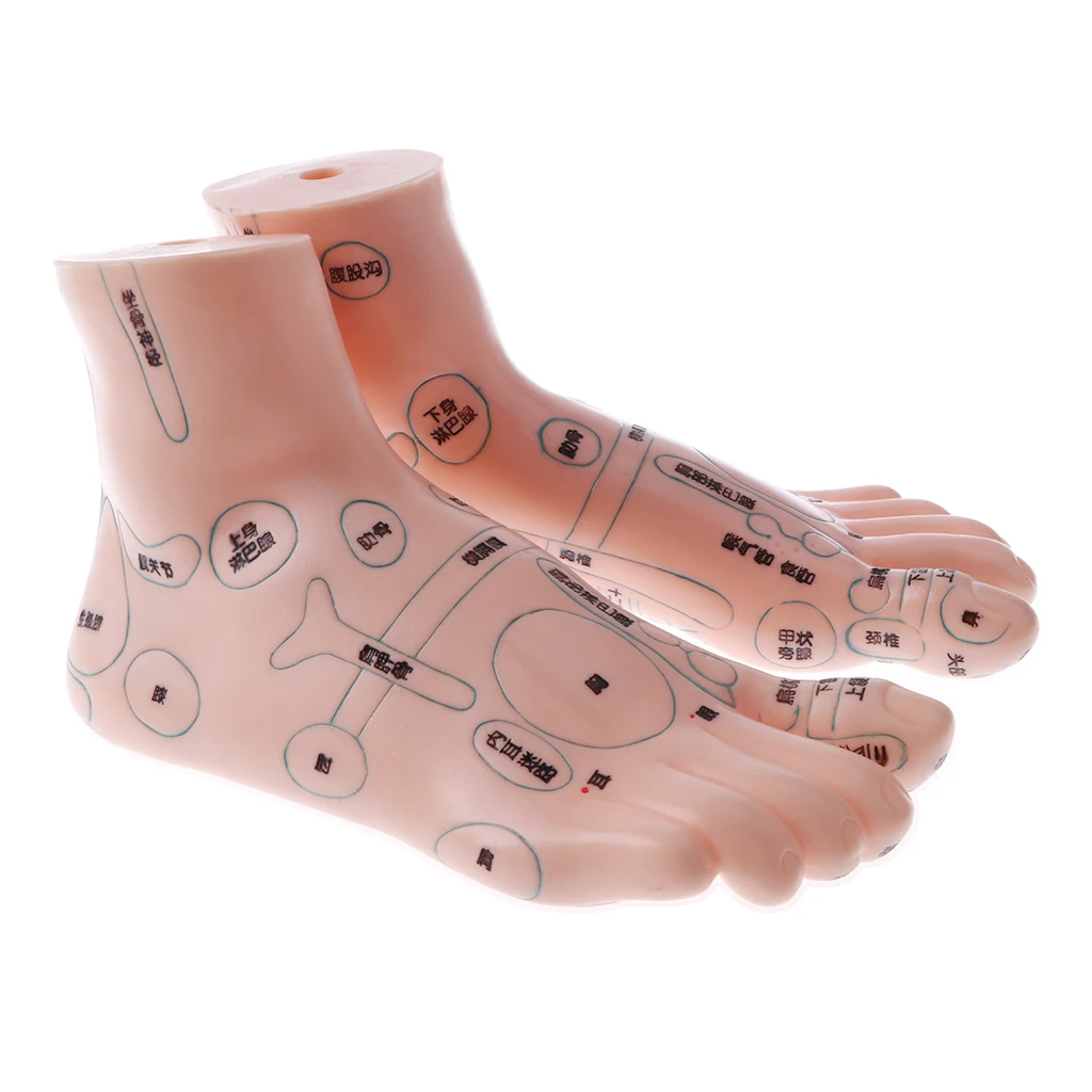 Pies de acupuntura, modelo de puntos de acupuntura, ayuda para ense&ntilde;anza, 1 par de 19 Cm-0