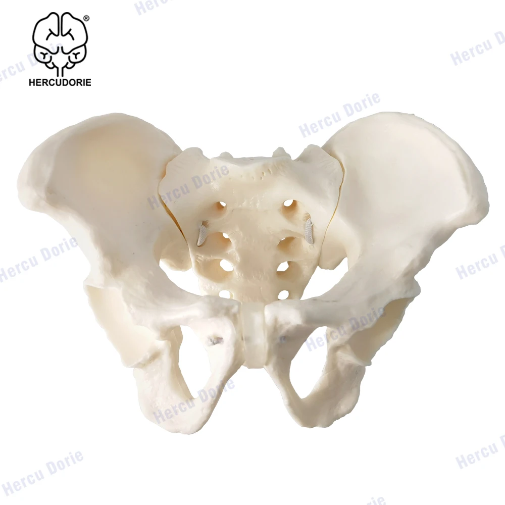 Модель мини-таза модель человеческого скелета размер 1:2 Анатомия человека