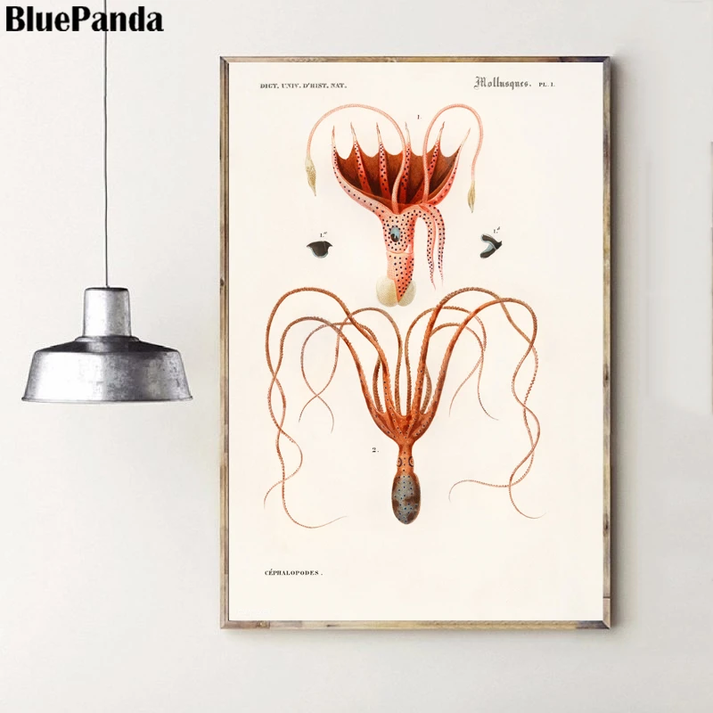 Животные кальмары картинки на стене художественные принты Скандинавская