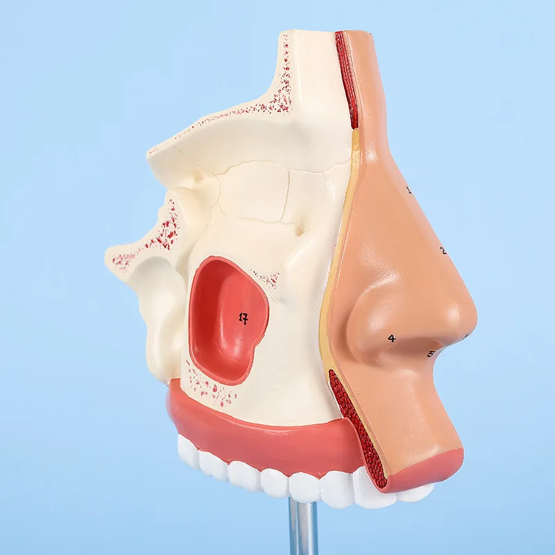 Human medical nasal cavity model anatomy Otolaryngology breathing model human facial anatomy model