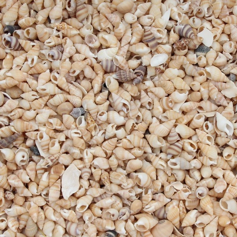 Мини-ракушка из натурального моря 20 г Пляжное украшение сделай сам Морской стиль