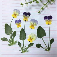 120pcs pressed dried viola tricolor l pansy flower leaf plant herbarium for jewelry postcard bookmark invatation card diy making