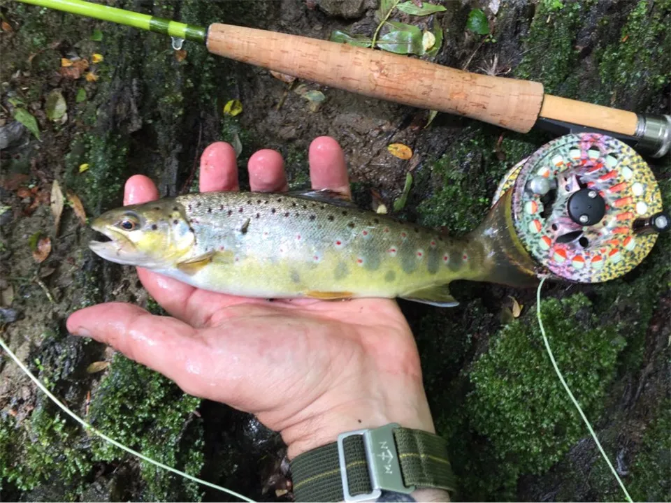 Maximumcatch 1/2/3WT 6/6. 6/7/7.6FT Fly Rod Combo средне-быстрая нахлыстовая удочка и катушка с леской для нахлыстом наряд
