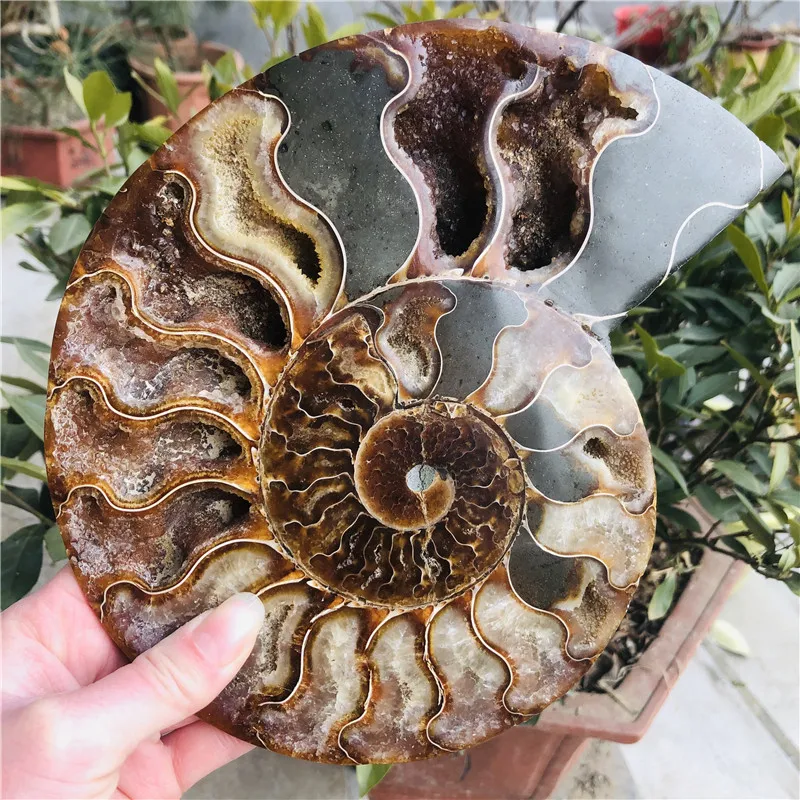 

Natural ammonite fossil conch Crystal specimen healing+The base