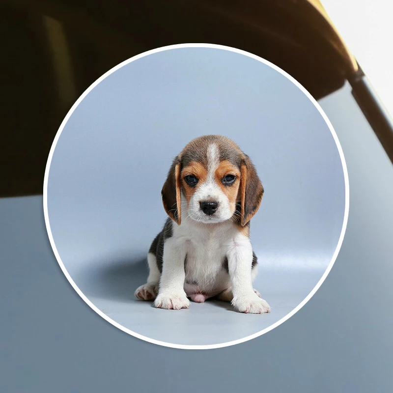 

S60021# Adorable Beagle Hound Puppy Self-adhesive Decal Car Sticker Waterproof Auto Decors on Bumper Rear Window Laptop