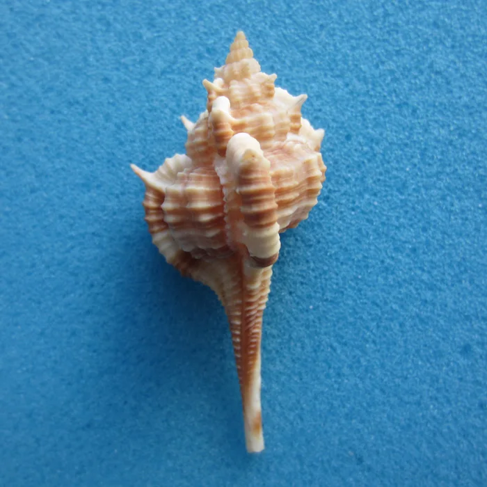 

5cmVokesimurex rectirostris Rare Conch Collection Home Decoration